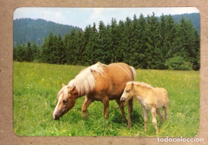 Collezionismo Calendari: BAR PORTELA (BASAURI). CALENDARIO PUBLICITARIO DE 1983. CABALLOS