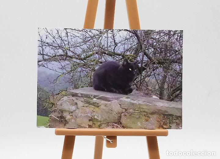 Colecionismo Calend&aacute;rios: Calendario de bolsillo - 2013 - Animales - Gato