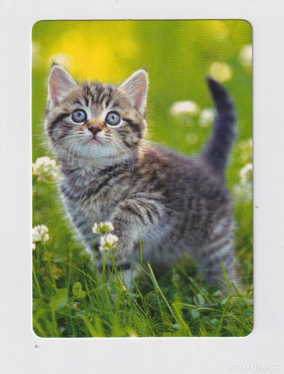 Sammeln von Kalendern: CALENDARIO DE GATITO A&Ntilde;O 2023 DE LA CASA C.B. N&ordm; 43 SIN PUBLICIDAD