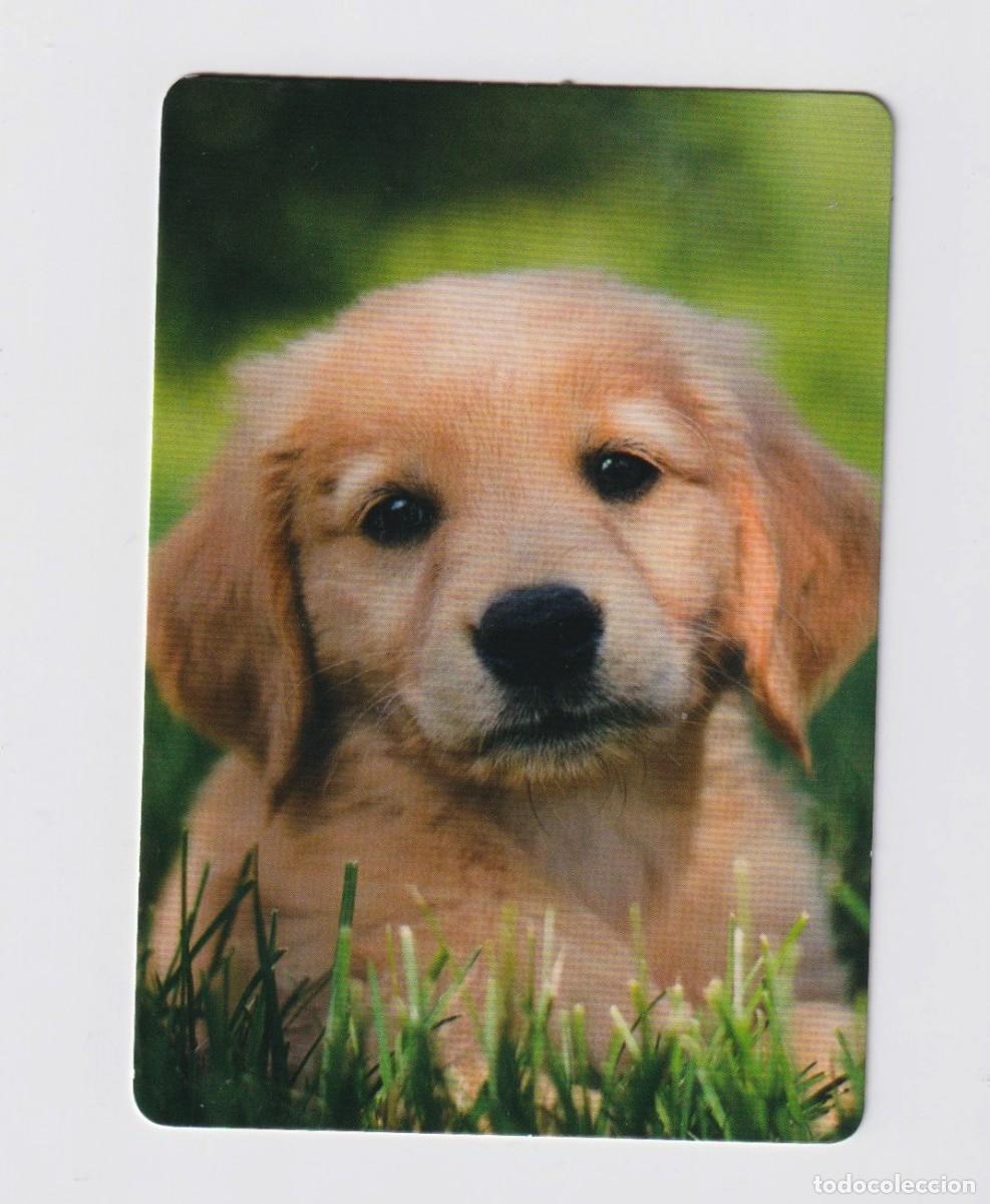 Sammeln von Kalendern: CALENDARIO DE PERRITO A&Ntilde;O 2023 DE LA CASA C.B. N&ordm; 38 SIN PUBLICIDAD