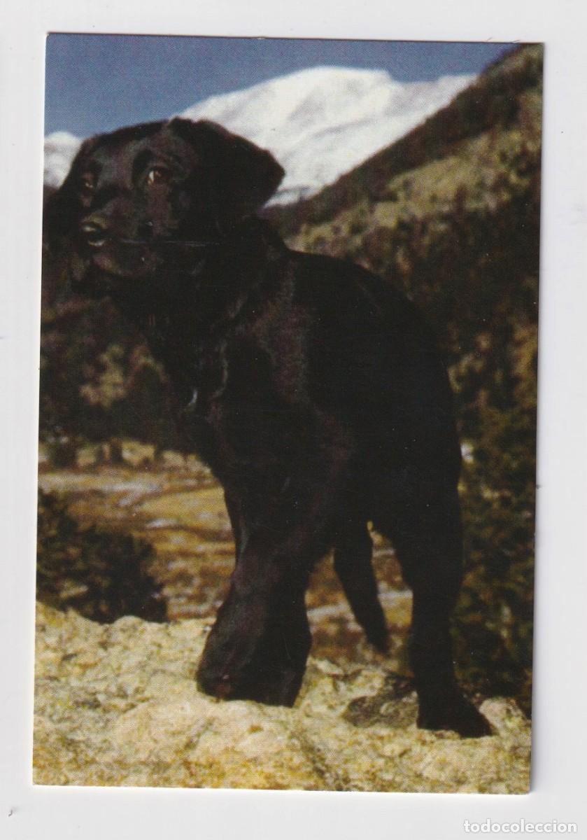 Coleccionismo Calendarios: CALENDARIO DE A&Ntilde;O 2006 EN PUBLICIDAD DE VETERINARIO EN MALAGS EN ESPA&Ntilde;OL