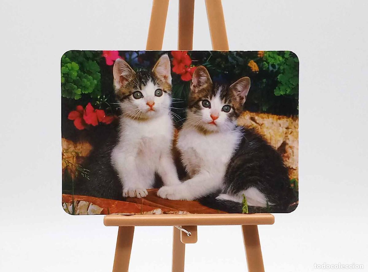 Collectables Calendars: Calendario de bolsillo - 2009 - Animales - Gatos - Serie BO 558