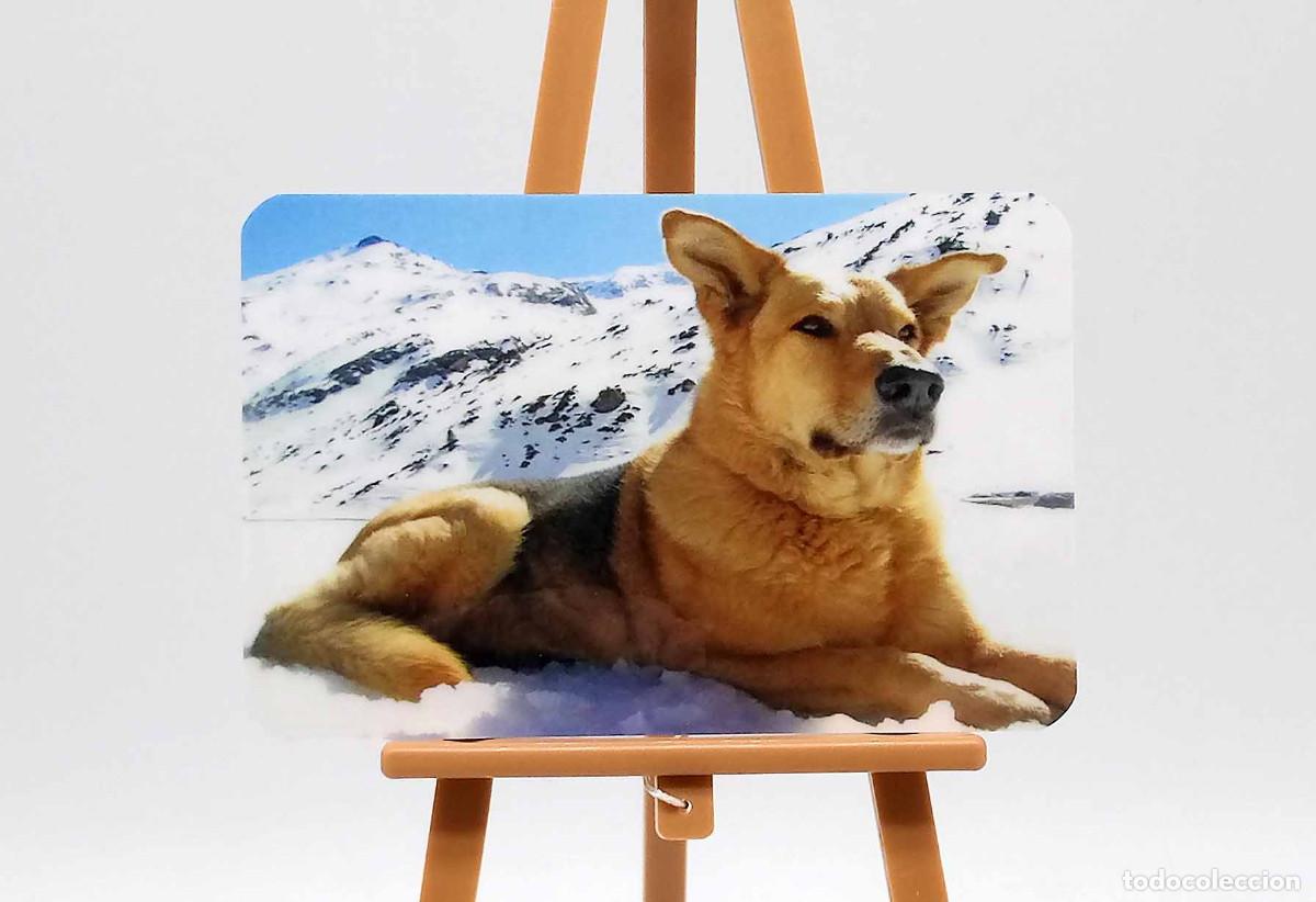 Coleccionismo calendarios: Calendario de bolsillo - 2009 - Animales - Perro Pastor Alem&aacute;n