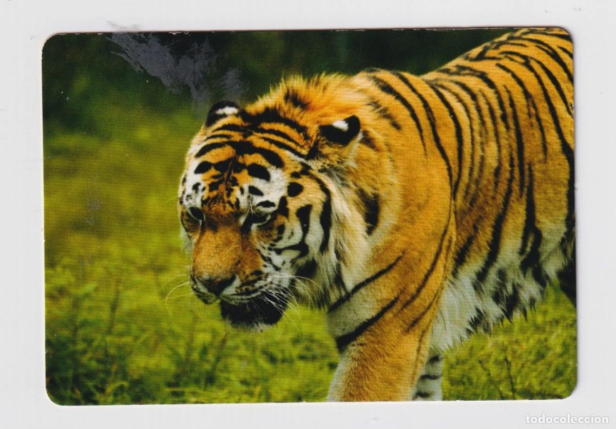 Collezionismo Calendari: Calendario Tigre De A&Ntilde;O 2009 casa CB 66 sin publicidad