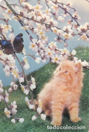Collectables Calendars: CALENDARIO - DE CASA DIA DIA 1982 EMER GATOS