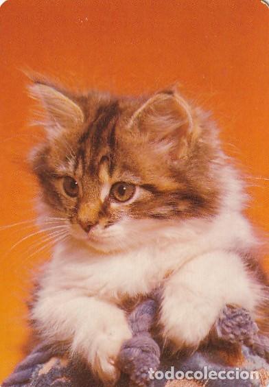 Collectables Calendars: CALENDARIO GATO A&Ntilde;O 1996 LOTERIA NACIONAL