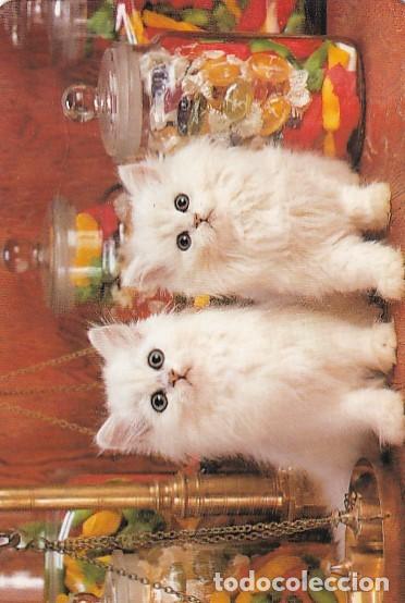 Collectables Calendars: CALENDARIO GATOS A&Ntilde;O 1991 PEL I PLOMA CAMBRILS