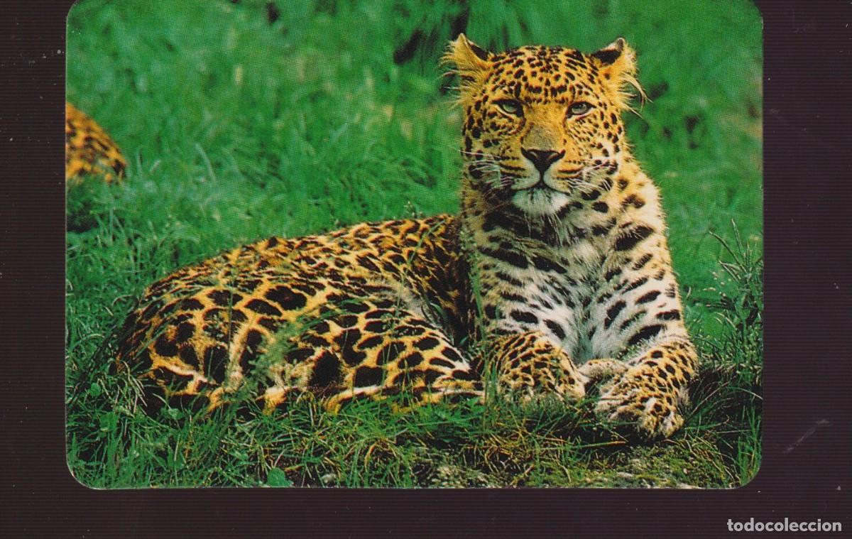 Collectables Calendars: CALENDARIO DE CASA BO 5,594 DE A&Ntilde;O 1992 TEMA DOS TIGRE SIN PUBLICIDAD