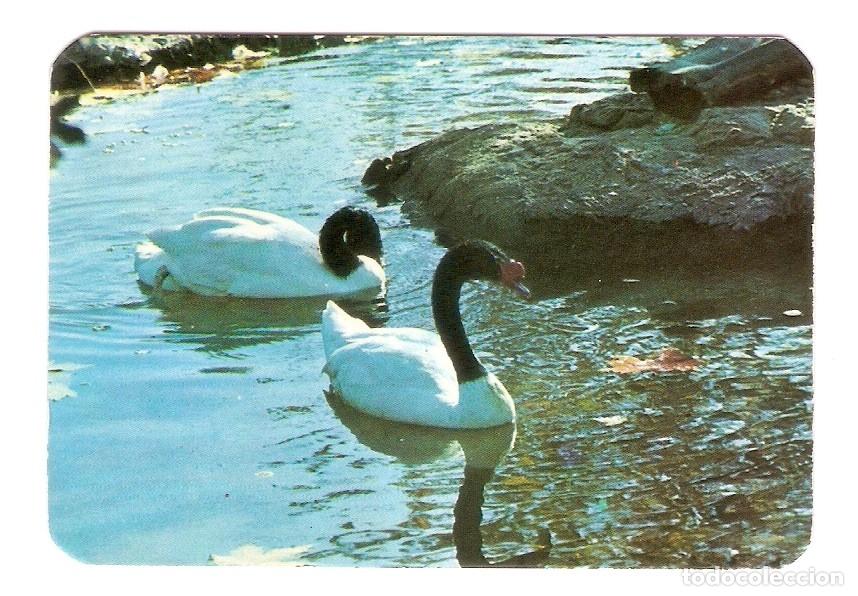 Coleccionismo calendarios: CALENDARIO DE BOLSILLO DE SERIE A&Ntilde;O 1969 AVES - CISNES - VER FOTO REVERSO