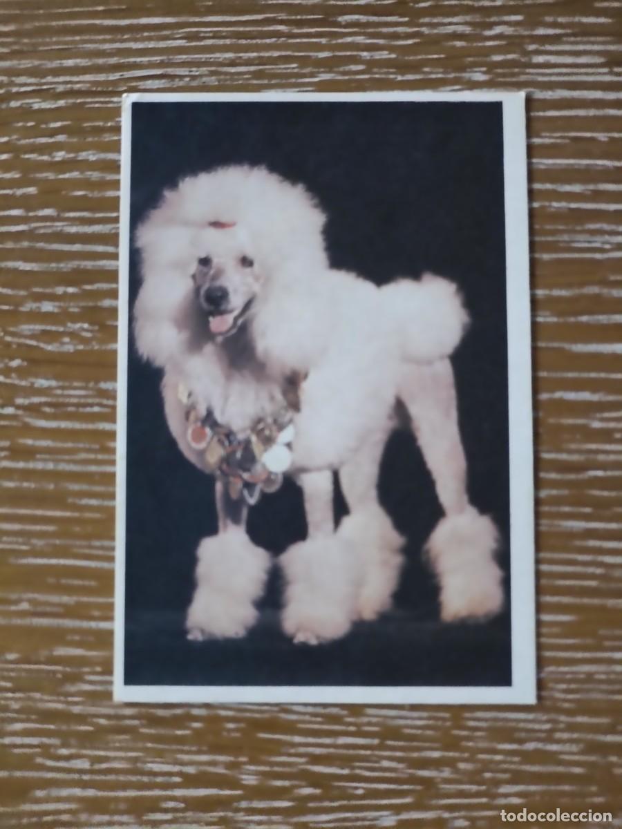 Coleccionismo Calendarios: VCK 3884 CALENDARIO BOLSILLO - A&Ntilde;O 1992 - PERRO ANIMAL ST, PETERSBURGO EXTRANJERO