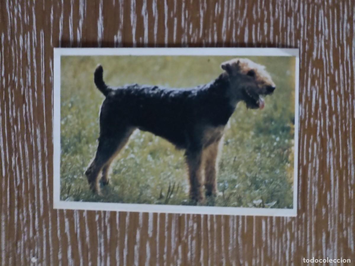 Coleccionismo Calendarios: VCK 3885 CALENDARIO BOLSILLO - A&Ntilde;O 1992 - PERRO ANIMAL ST, PETERSBURGO EXTRANJERO