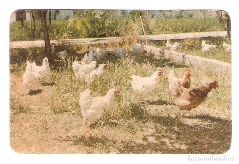 Coleccionismo calendarios: CALENDARIO BOLSILLO A&Ntilde;O 1964 AVES - GALLINAS - GRANULOS DIANA - VER FOTO REVERSO