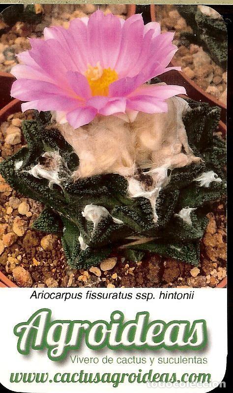 Coleccionismo Calendarios: CALENDARIO PUBLICITARIO - 2021 - CACTUS AGROIDEAS