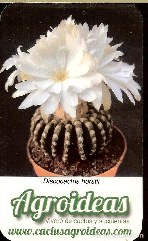 Coleccionismo Calendarios: CALENDARIO PUBLICITARIO - 2021 - CACTUS AGROIDEAS