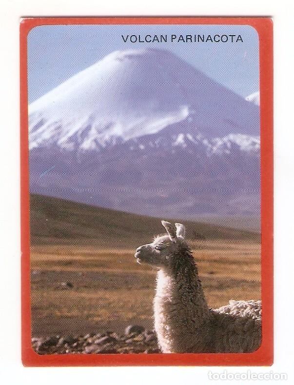 Coleccionismo calendarios: CALENDARIO DE BOLSILLO DE CHILE A&Ntilde;O 1991 VOLCAN PARINACOTA - FAUNA: LLAMA - VER FOTO REVERSO