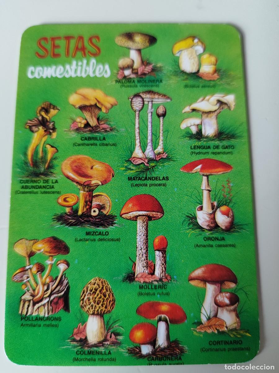 Collectables Calendars: CALENDARIO DEL A&Ntilde;O 1999