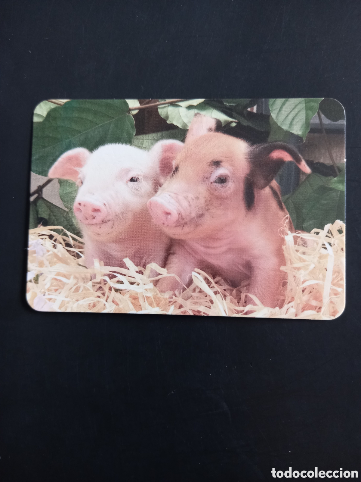 Sammeln von Kalendern: CALENDARIO DE BOLSILLO A&Ntilde;O 2011 - CERDITOS, PUBLICIDAD CARNICER&Iacute;A DEL ROSAL (GRADO)