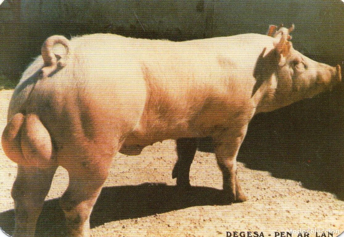 Collezionismo Calendari: Calendario de Publicidad 1993 - DEGESA