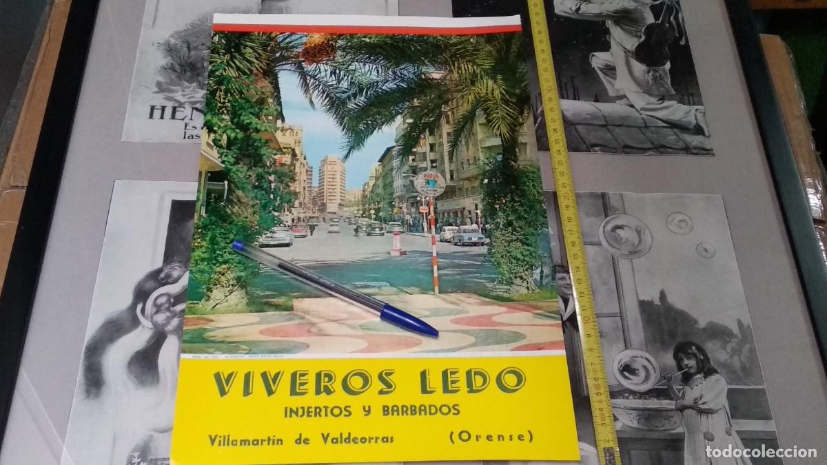 Collectables Calendars: CALENDARIO LAMINA BELLA IMAGEN DE ALICANTE 1964 - FOTO OTTO REUS / VIVEROS LEDO ( ORENSE )VALDEORRAS
