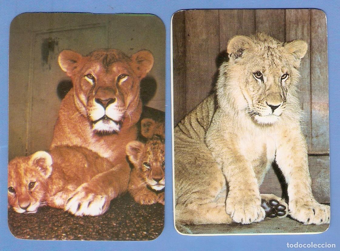 Coleccionismo Calendarios: 2 CALENDARIOS DE BOLSILLO A&Ntilde;OS 1977 Y 1979 FAUNA - LEONES - VER FOTO REVERSOS