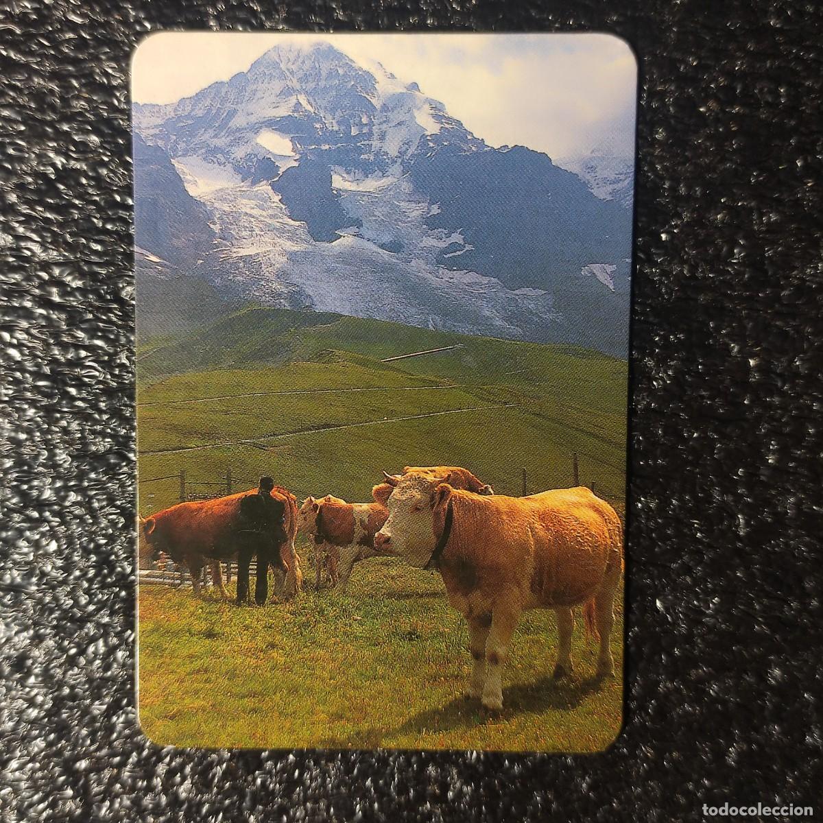 Sammeln von Kalendern: CALENDARIO BOLSILLO . ALPES SUIZOS 1996 * GANADO VACUNO ** PAISAJE * T4