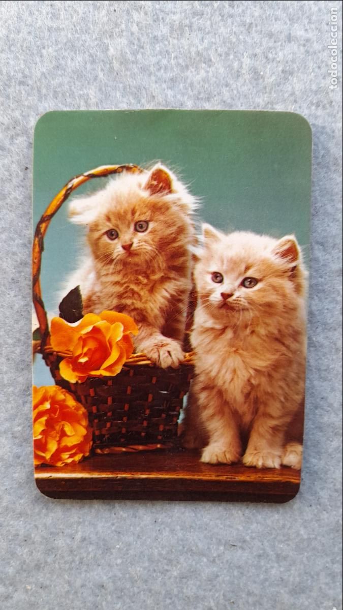 Coleccionismo calendarios: Calendario de Gatitos. A&ntilde;o 1981. - Foto 1