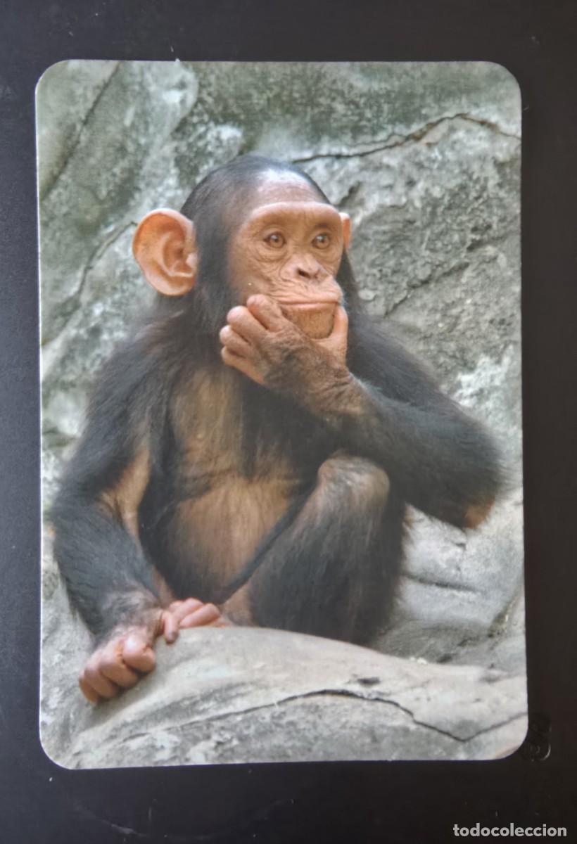Coleccionismo calendarios: CALENDARIO DE BOLSILLO - CHIMPANCE - A&Ntilde;O 2012 - Foto 1