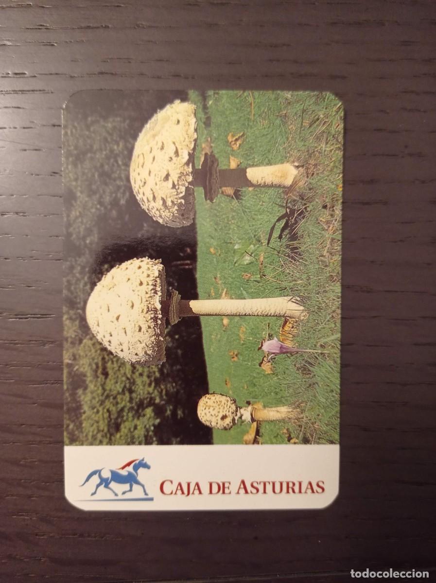 Coleccionismo calendarios: CALENDARIO PUBLICITARIO. CAJA DE ASTURIAS. LAS SETAS DE ASTURIAS. LIPIOTA PROCERA. A&Ntilde;O 1996