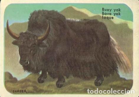 Collezionismo Calendari: CALENDARIO PUBLICIDAD - PORTUGAL - ANIMALES - BUEY YAK - A&Ntilde;O 1987