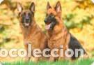 Collectables Calendars: Calendario de bolsillo 2016 EDIJAR 17