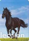 Collectables Calendars: Calendario de bolsillo 2016 BO 518