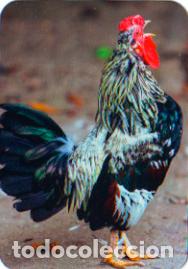 Collectionnisme Calendriers: Calendario de bolsillo 2019 EDIJAR 185