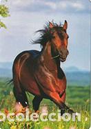 Collectionnisme Calendriers: Calendario de bolsillo 2024 CB 46