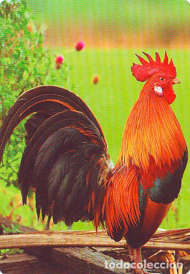 Collectionnisme Calendriers: Calendario de bolsillo 2021 BO 525