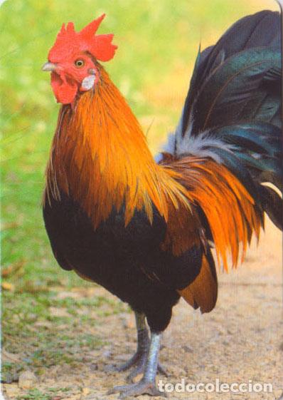 Colecionismo Calend&aacute;rios: Calendario de bolsillo 2023 CB 45