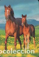 Collectables Calendars: Calendario de bolsillo 2024 BO 506