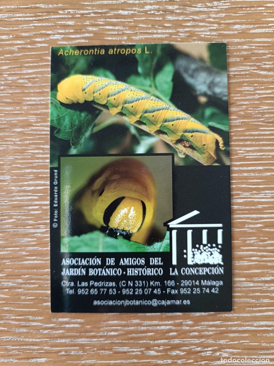 Coleccionismo Calendarios: CALENDARIO BOLSILLO - A&Ntilde;O 2005 ASOCIACI&Oacute;N DE AMIGOS DEL JARD&Iacute;N BOT&Aacute;NICO-HIST&Oacute;RICO LA CONCEPCI&Oacute;N