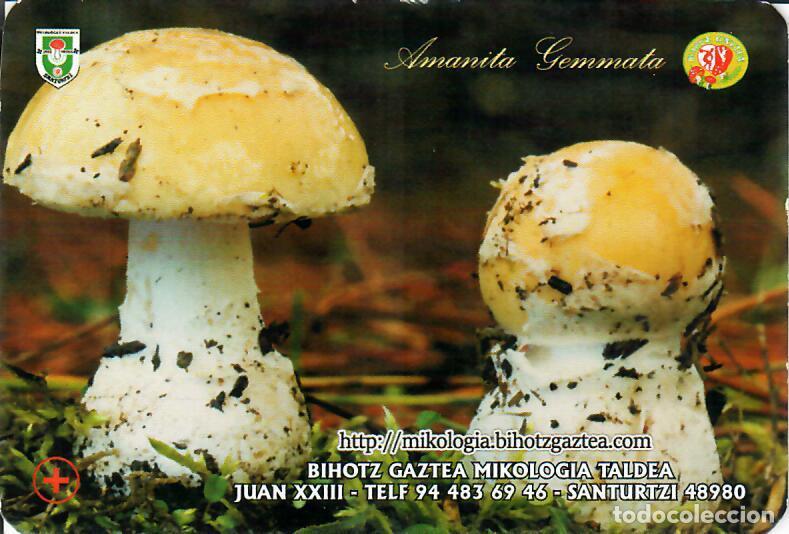 Coleccionismo Calendarios: CALENDARIO PUBLICITARIO - 2021 - SETAS - BIHOTZ GAZTEA KIKOLOGIA TALDEA - SANTURTZI