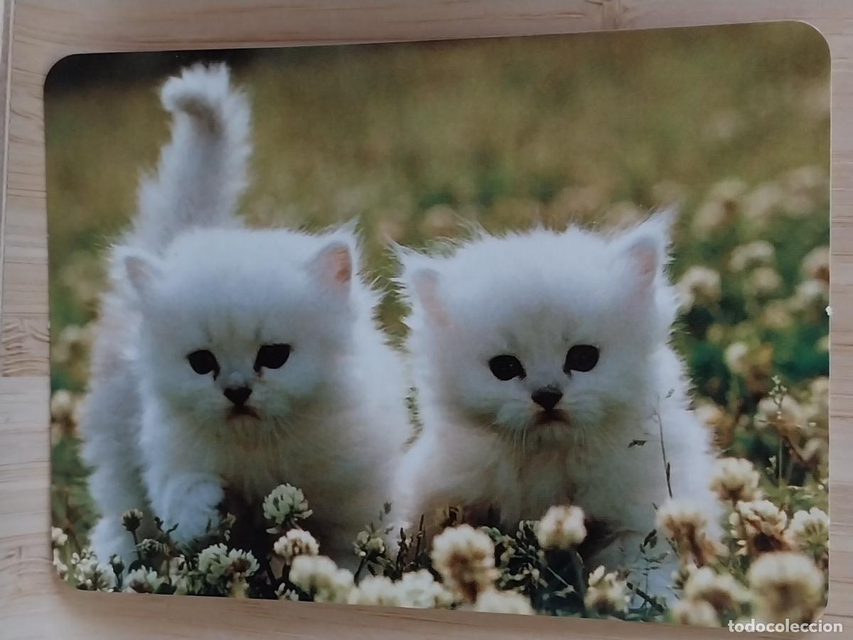 Coleccionismo Calendarios: GATOS CACHORROS CALENDARIO 2006 PUBLI BAR MECHERO REF BO.571