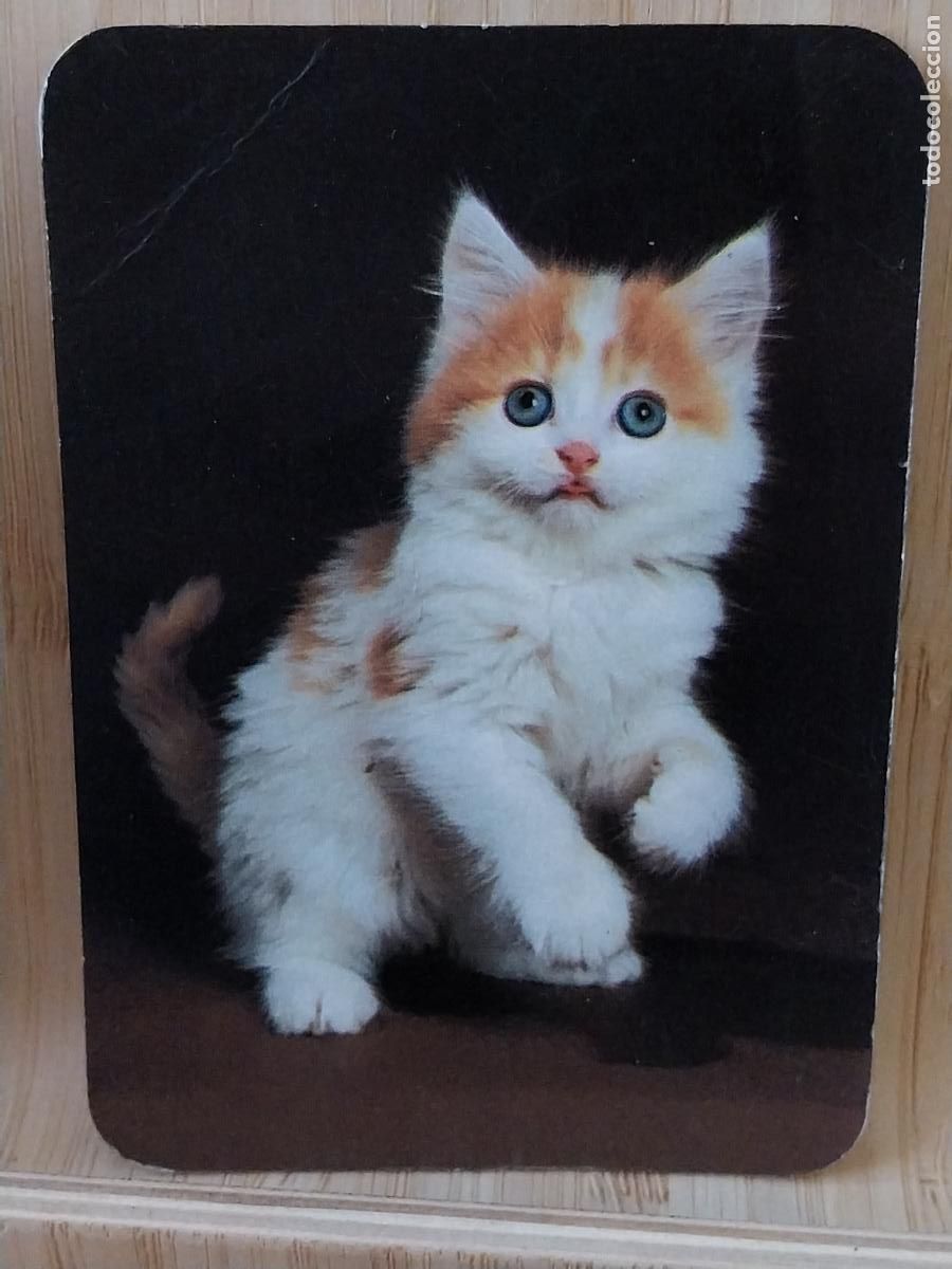 Coleccionismo Calendarios: GATO CALENDARIO 1987 PUBLI VIDEO CLUB MORATALAZ REF 881