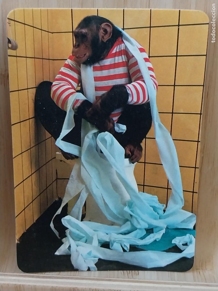 Coleccionismo Calendarios: CHIMPANCE W.C. CALENDARIO 1988 PUBLI SIETE MAS CAFETERIA REF MP.6