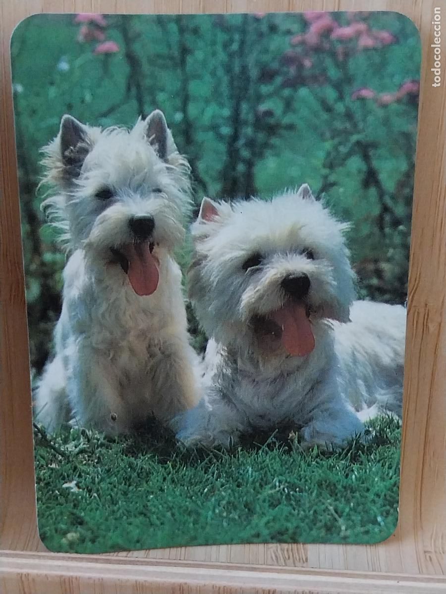 Coleccionismo Calendarios: PERROS CALENDARIO 1986 PUBLI ELECTRICIDAD CRUZ MADRID REF ED 925