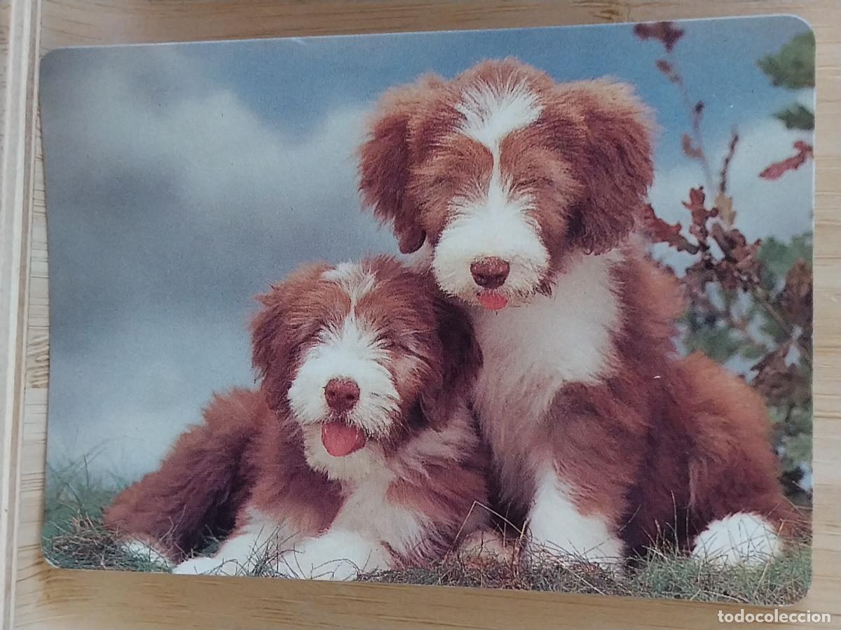 Coleccionismo Calendarios: PERROS CALENDARIO 1996 PUBLI LA TAURINA CASA PULIDO BOROX TOLEDO REF 124