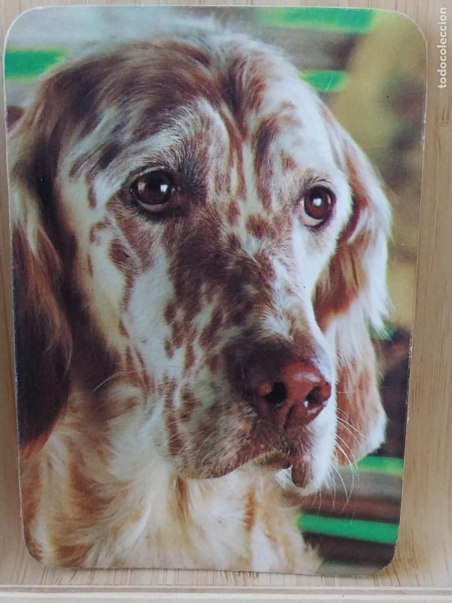 Coleccionismo Calendarios: PERRO CAZA ACALENDARIO 1981 PUBLI POSTALES ALCALA REF 17484/18