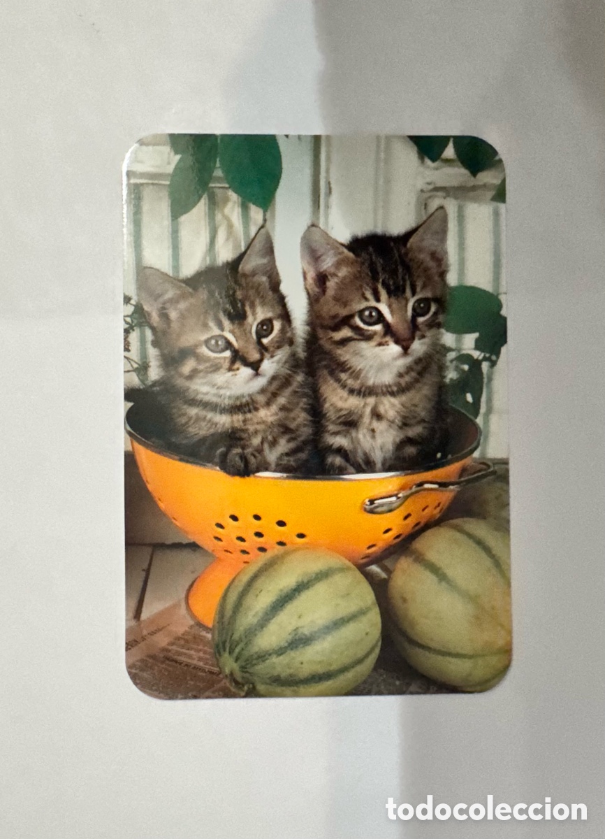 Coleccionismo Calendarios: Calendario publicitario, animales, gato, a&ntilde;o 2005