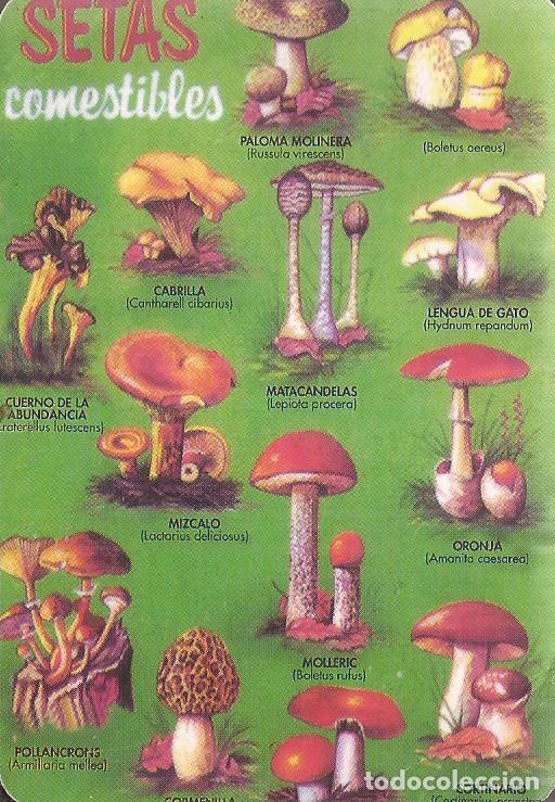 Collectables Calendars: CALENDARIO SERIE A&Ntilde;O 1996 SERIE G.D. N&ordm; 53