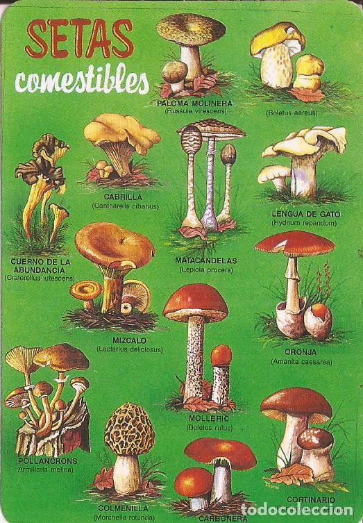 Coleccionismo Calendarios: CALENDARIO SERIE A&Ntilde;O 1995 SERIE M.C. N&ordm; 55