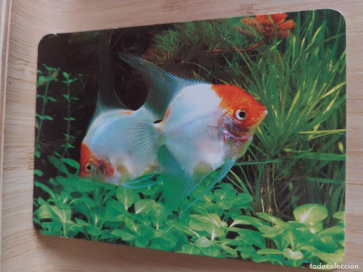 Coleccionismo Calendarios: PECES ACUARIO CALENDARIO A&Ntilde;O 2001 PUBLICIDAD PAMAY REF BO 575