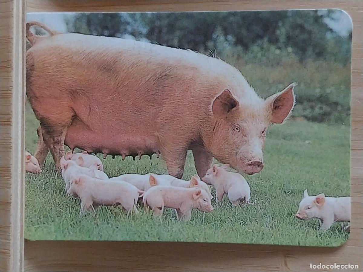 Coleccionismo Calendarios: MAMA CERDITOS CALENDARIO A&Ntilde;O 2001 PUBLICIDAD DECORACIONES DONOSTIARRA REF EGC 75 *
