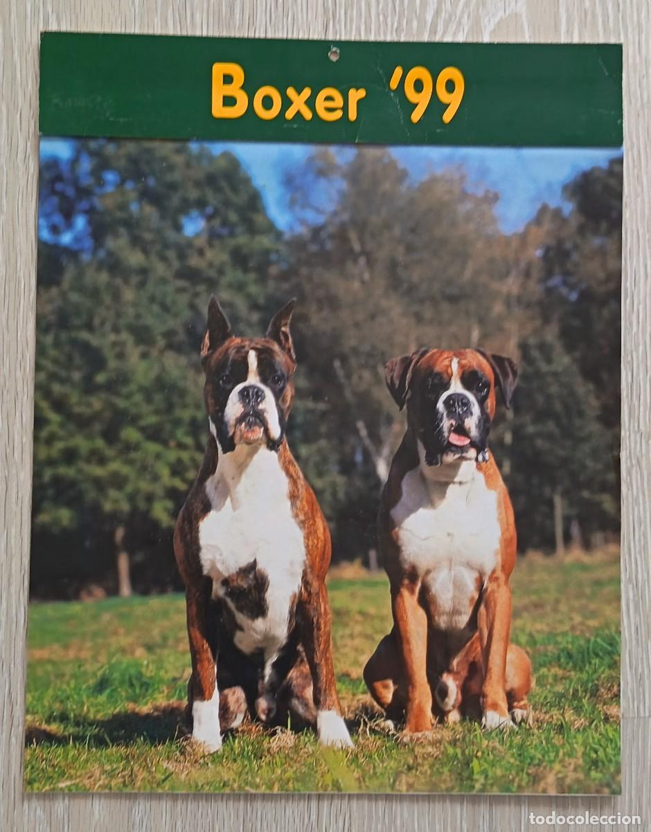 Coleccionismo Calendarios: Calendario de pared. Perros de raza boxer. Con bonitas fotografias. Affixe Editions. S.A.